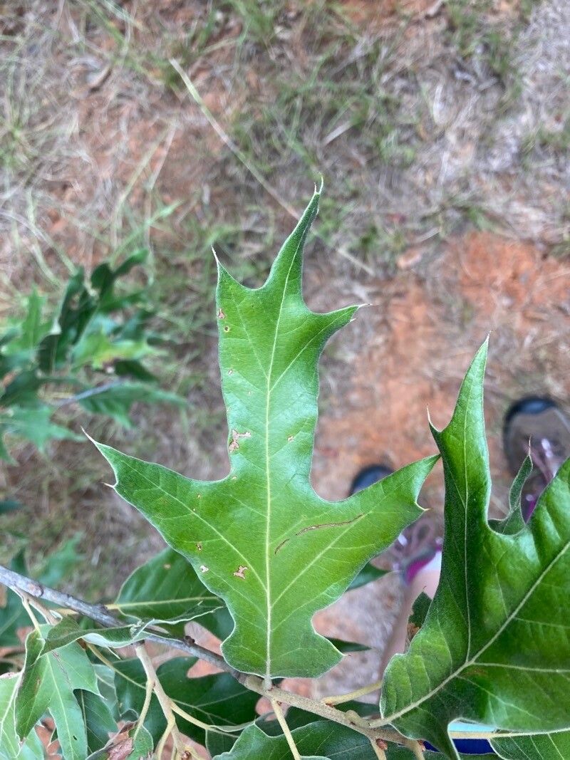 Quercus gravesii — search result for 'Quercus'