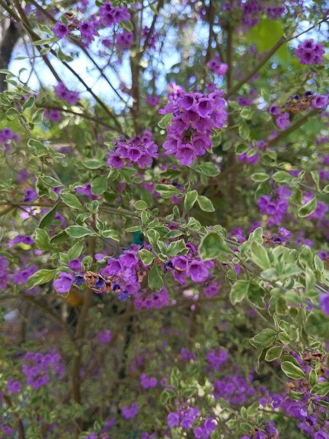 Prostanthera ovalifolia — search result for 'Lamiaceae'