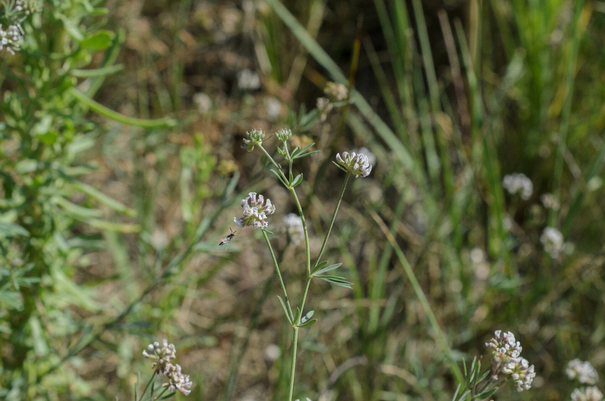 Lotus jordanii — search result for 'Lotus'