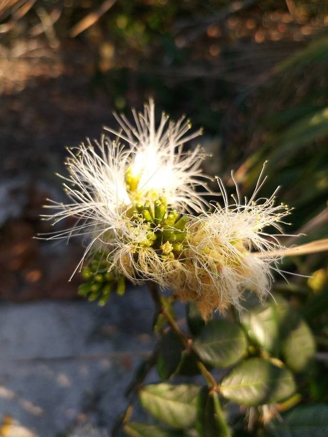 Inga maritima flower