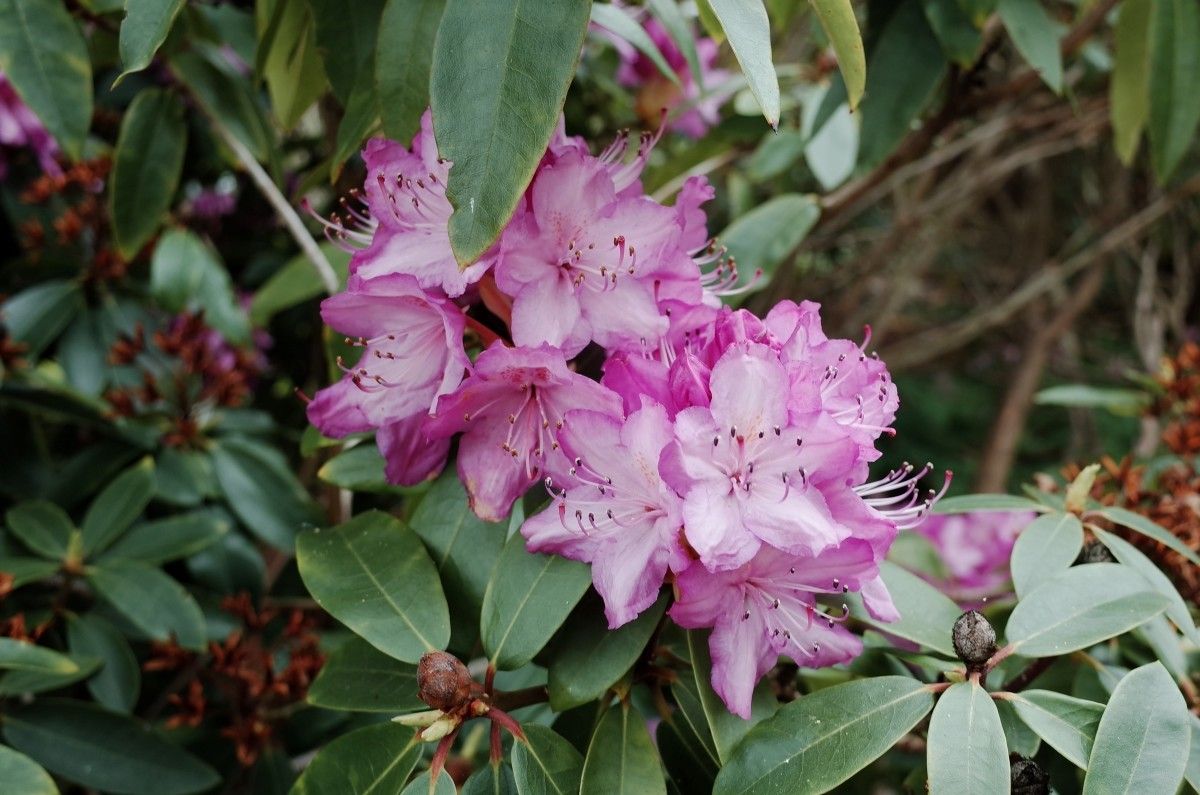 Rhododendron × planetum flower