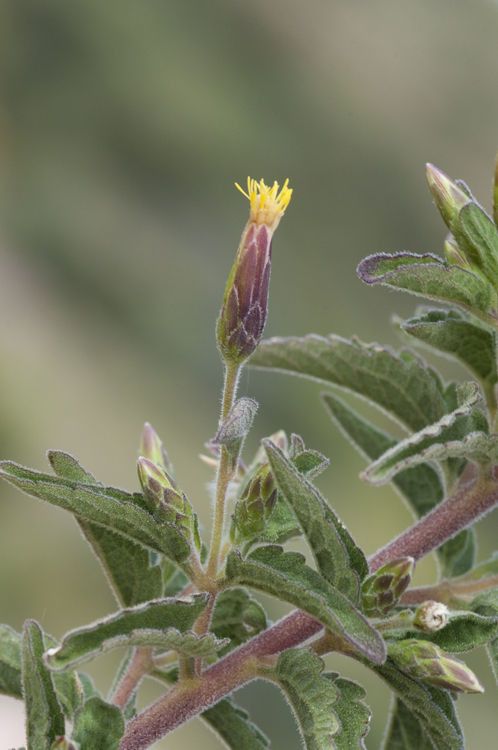 Brickellia venosa — houseplant care guide