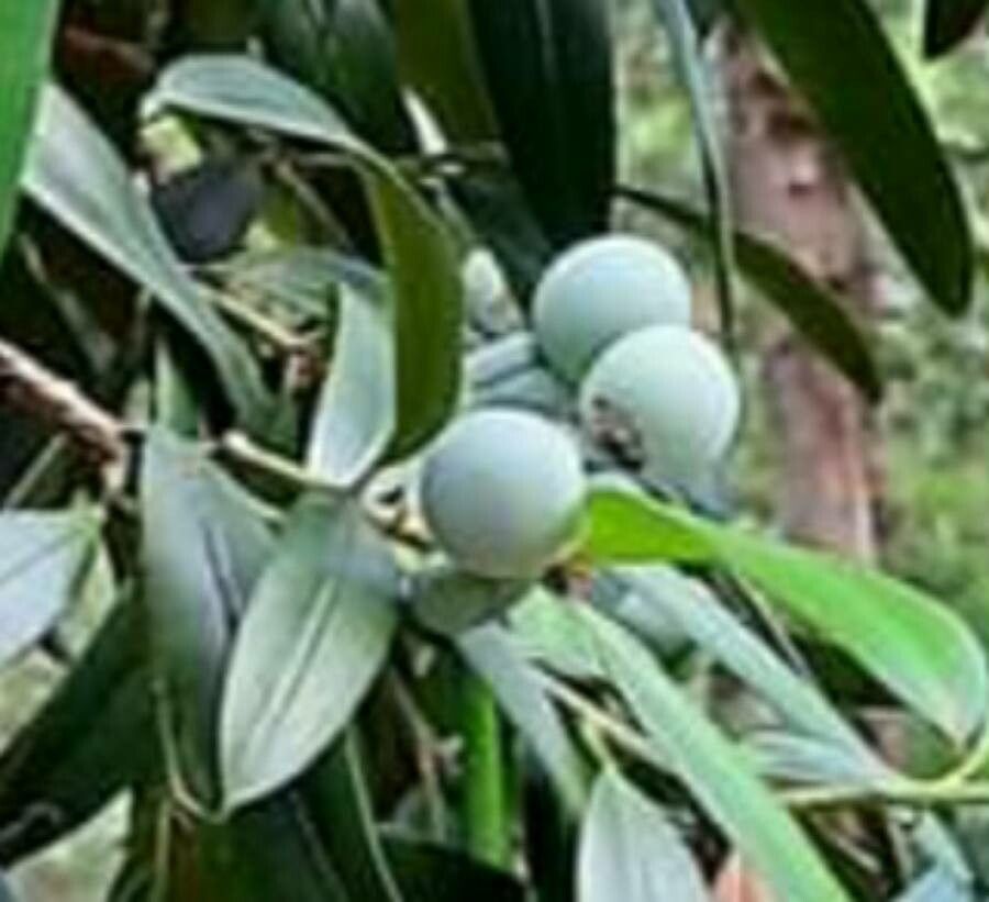 Podocarpus elatus fruit