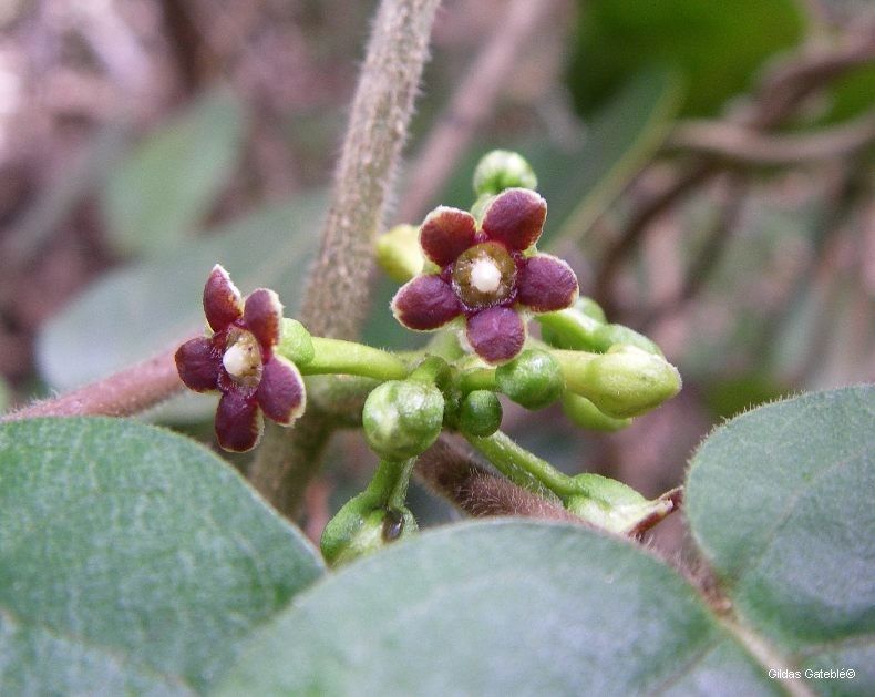 Leichhardtia dognyensis fruit
