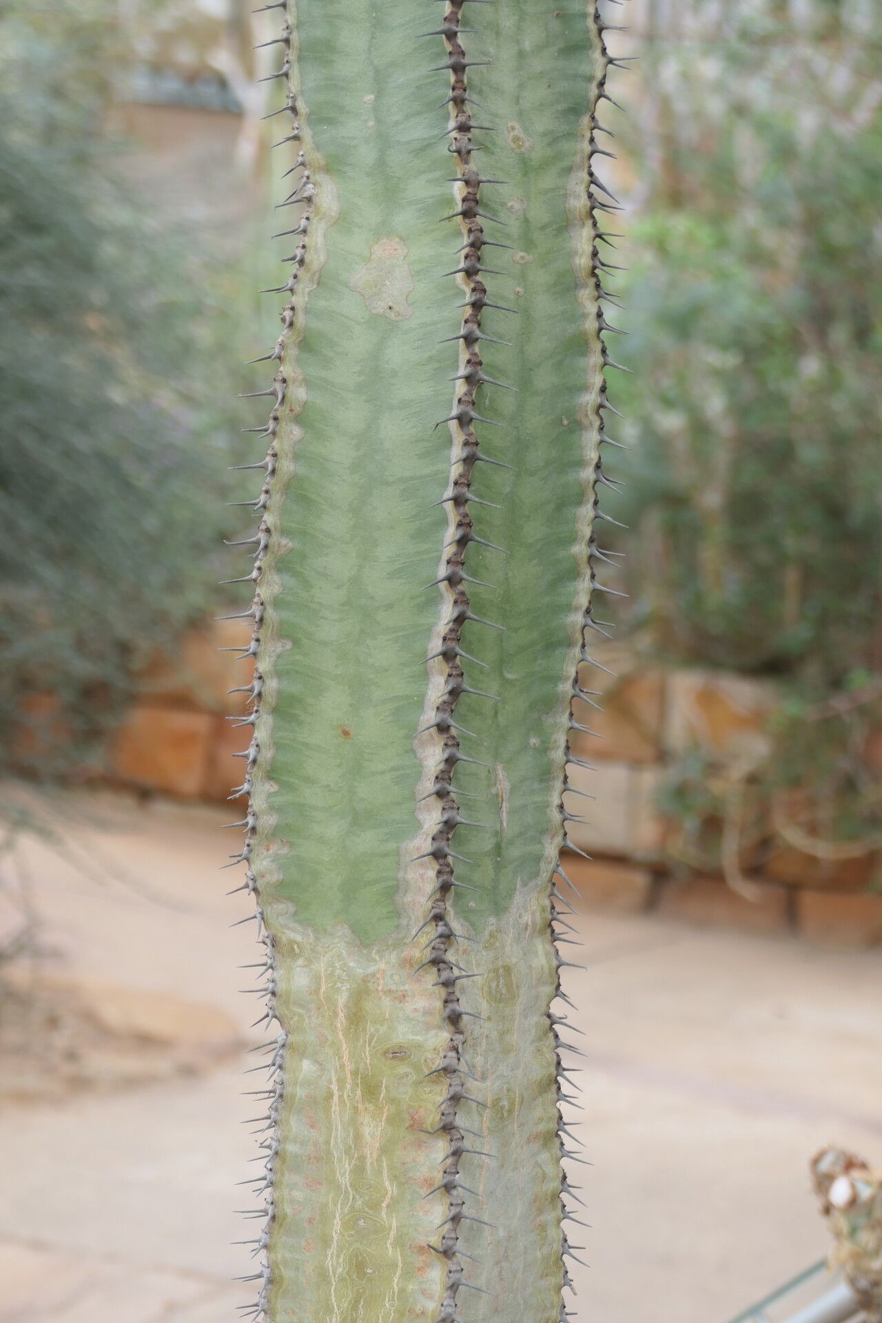 Euphorbia eduardoi habit