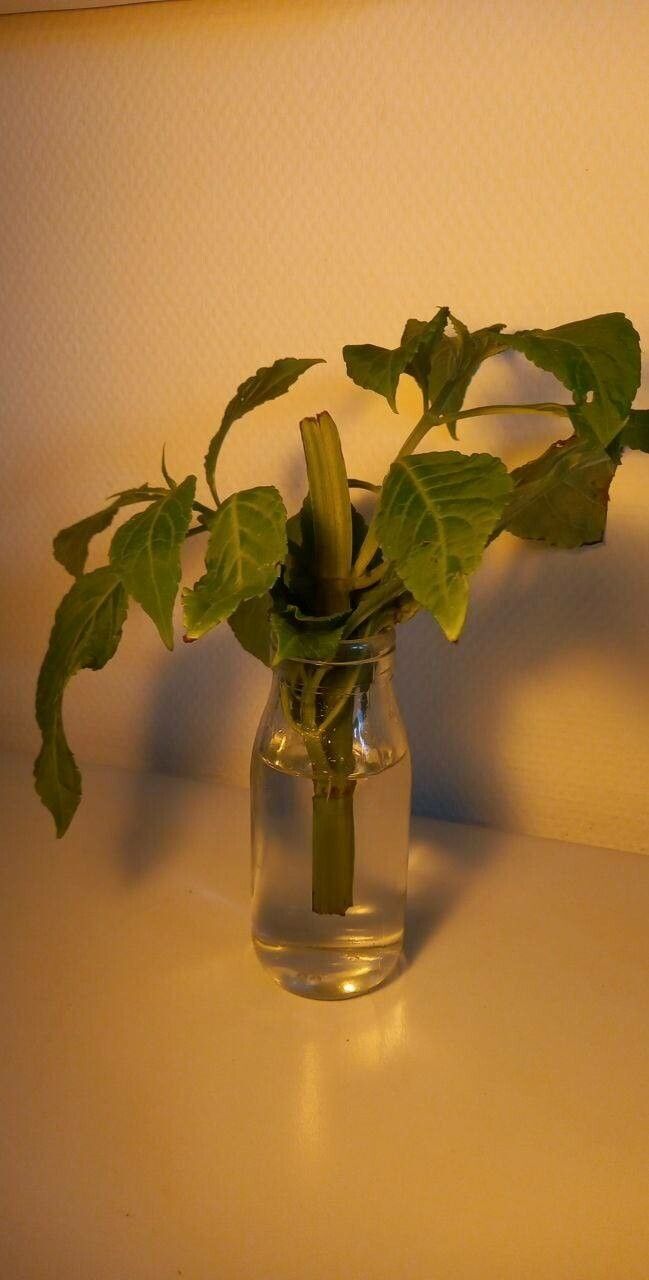 Salvia divinorum bark