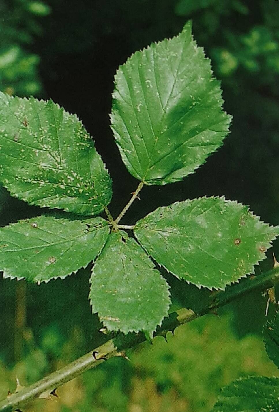 Rubus edeesii — houseplant care guide