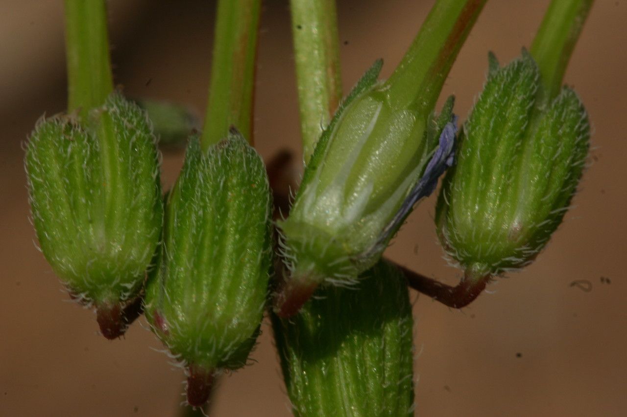 Erodium trifolium fruit