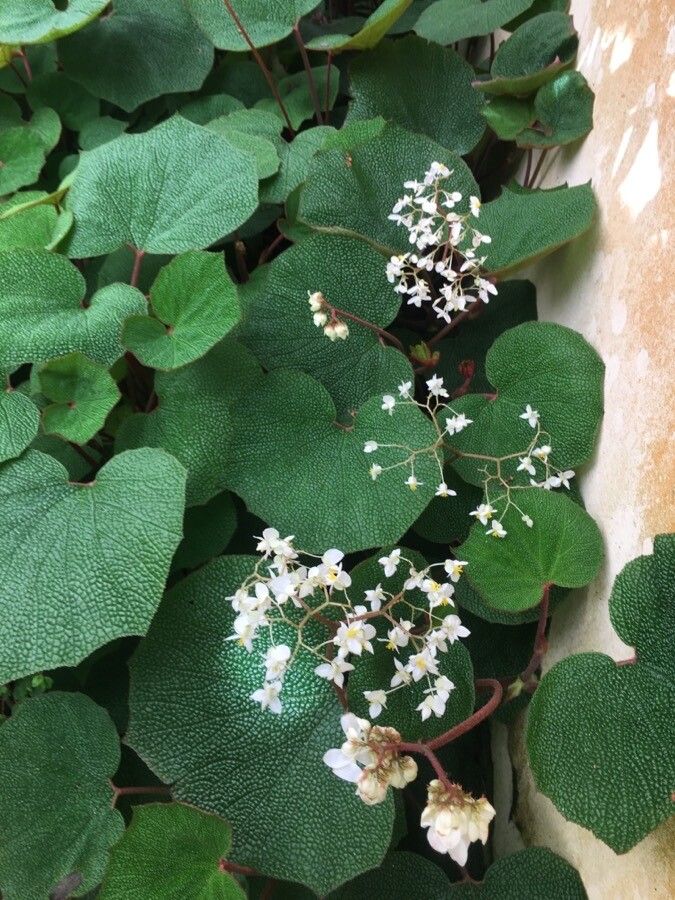 Begonia saxifraga flower