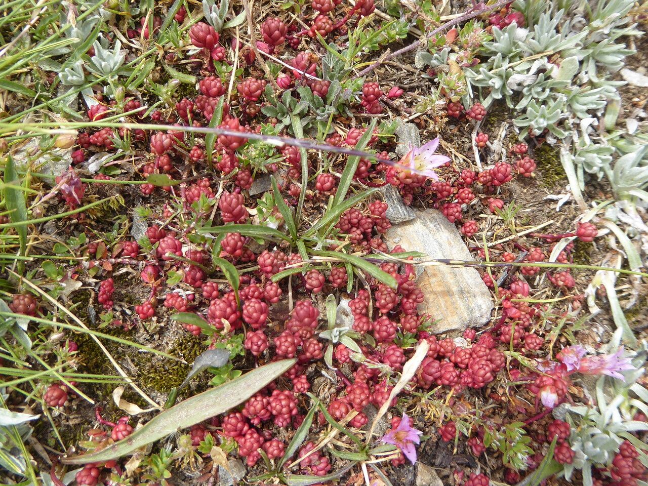 Sedum candollei habit