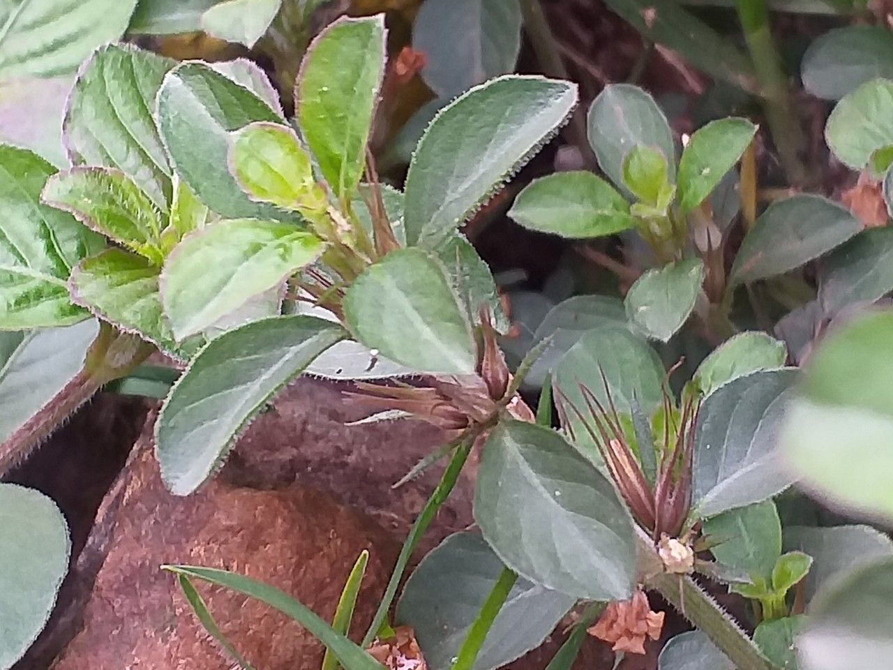 Barleria cristata — search result for 'Acanthaceae'