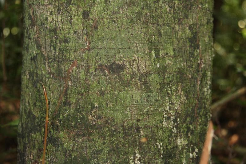 Diospyros cayennensis — houseplant care guide