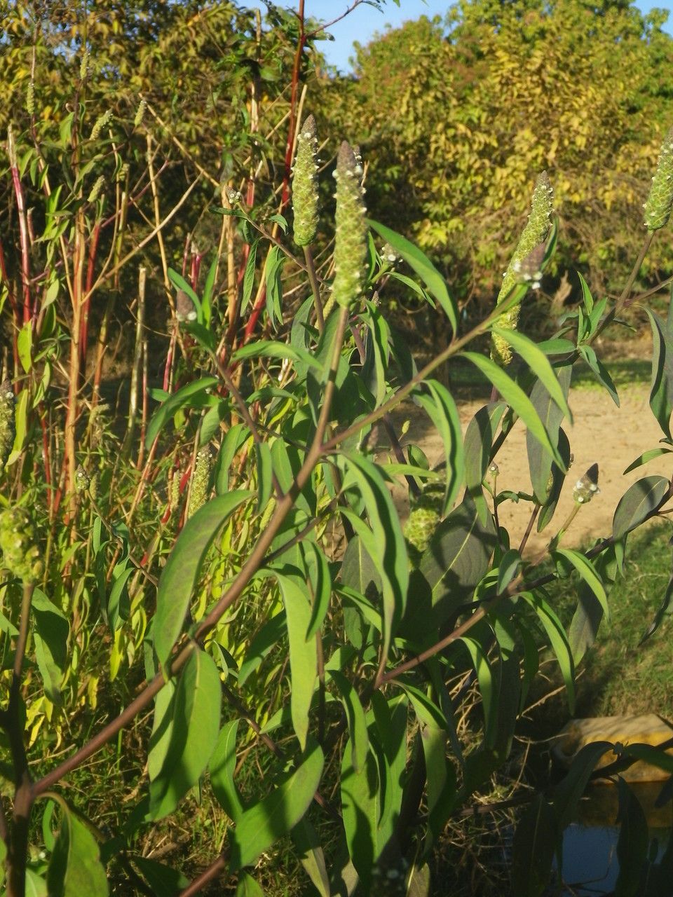 Sphenoclea zeylanica flower