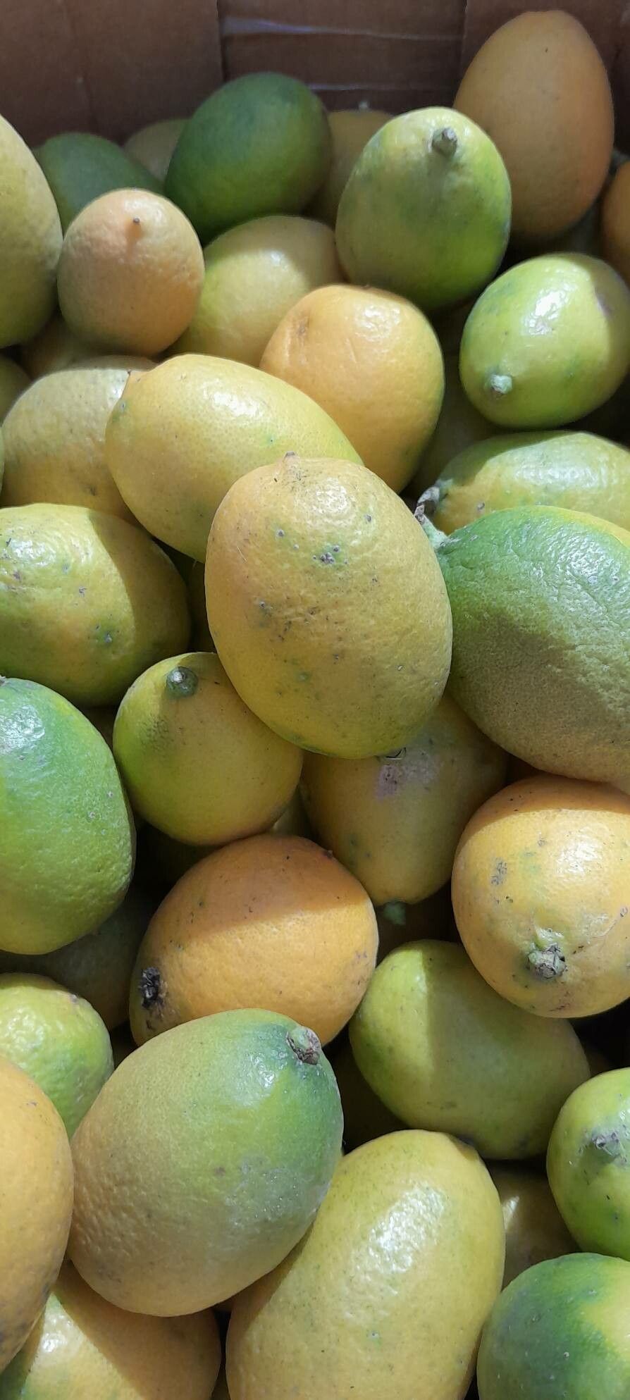 Citrus × floridana fruit