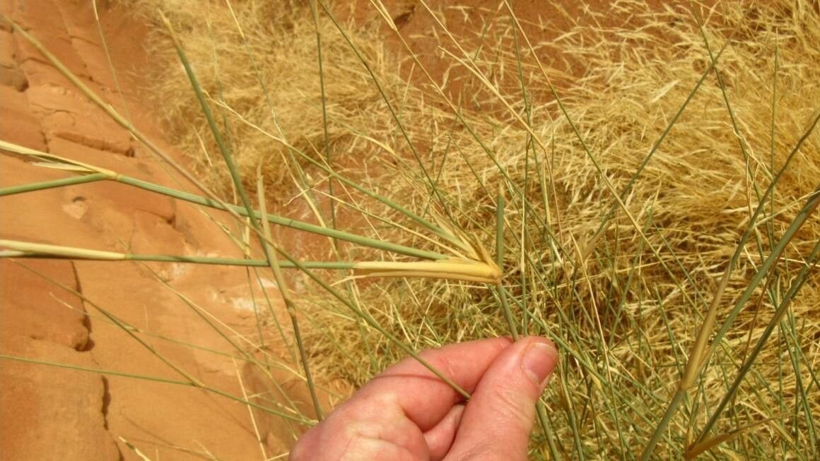 Panicum turgidum leaf