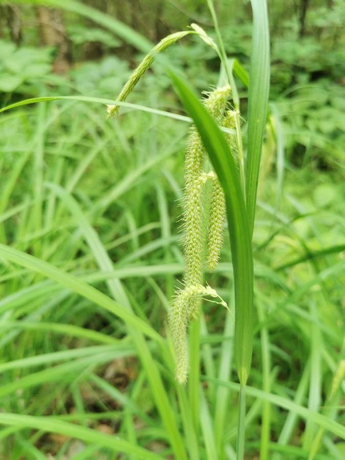 Carex crinita fruit
