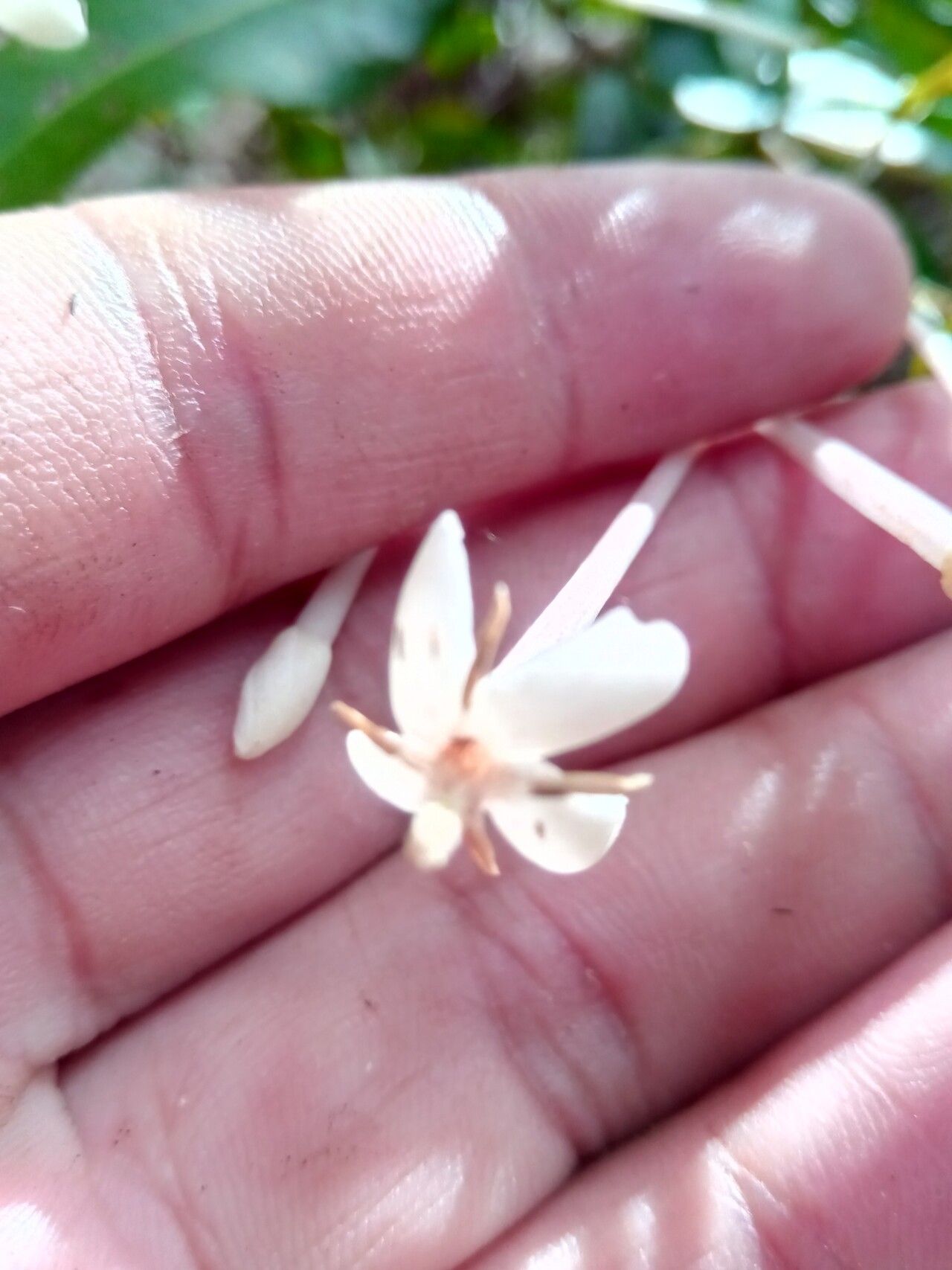 Ixora ripicola flower