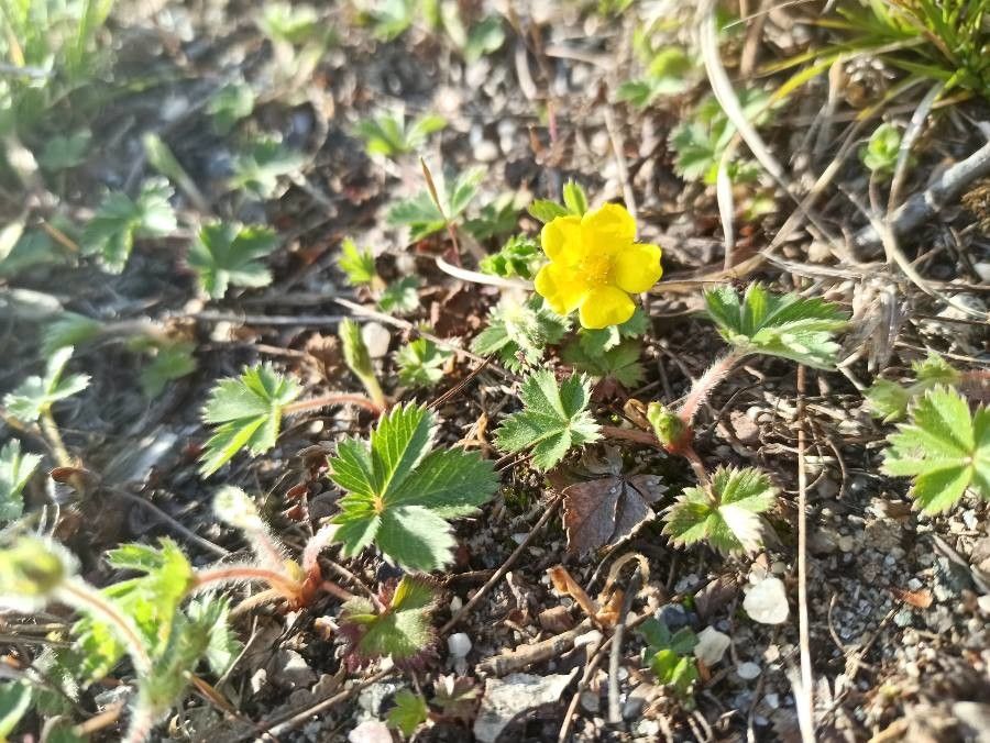 Potentilla canadensis flower