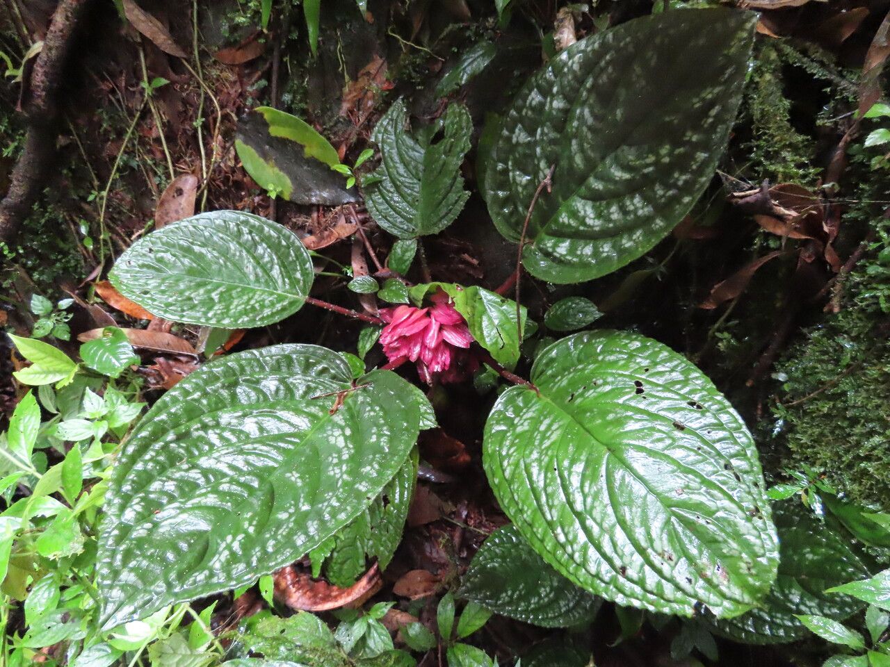 Drymonia turrialvae leaf