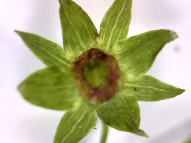 Alchemilla incisa flower