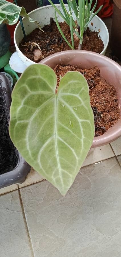 Anthurium magnificum — search result for 'Anthurium'