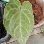 Anthurium magnificum