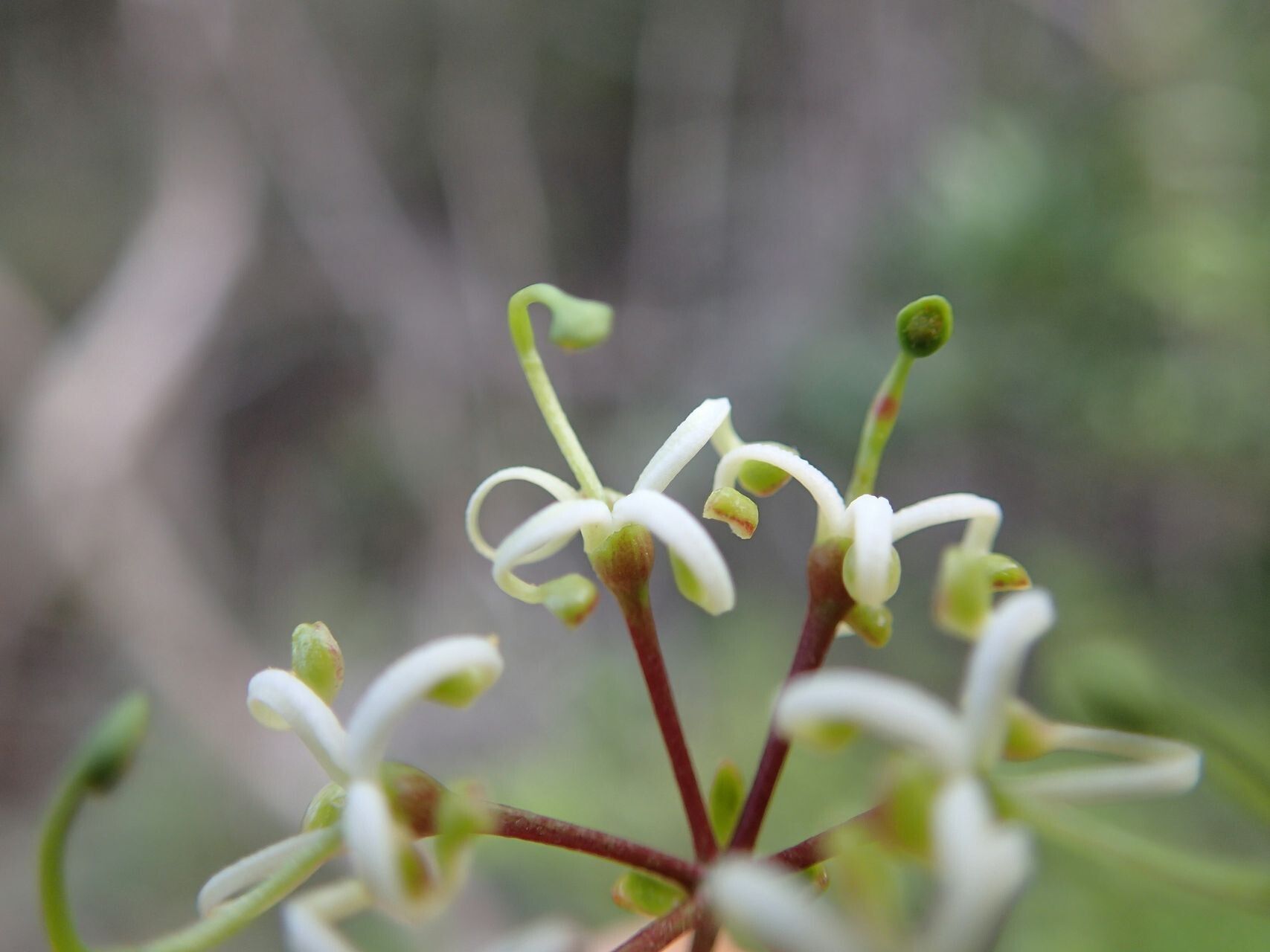 Stenocarpus umbellifer flower