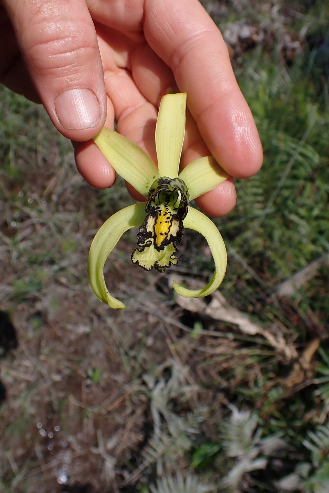 Eulophia falcigera — houseplant care guide