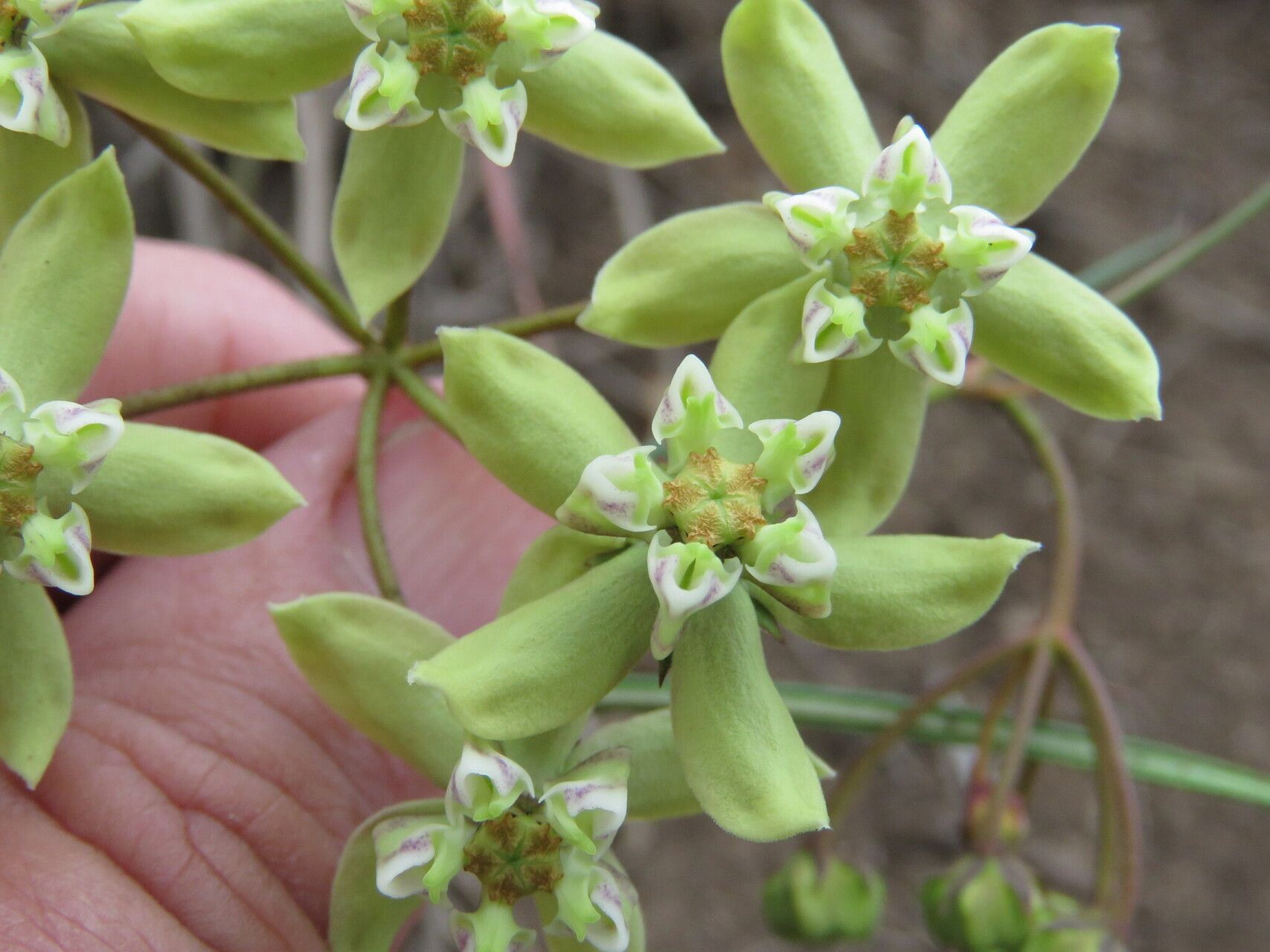 Asclepias amabilis flower