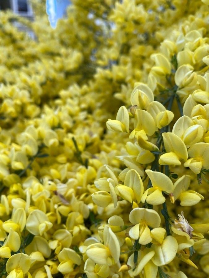 Baptisia bracteata flower