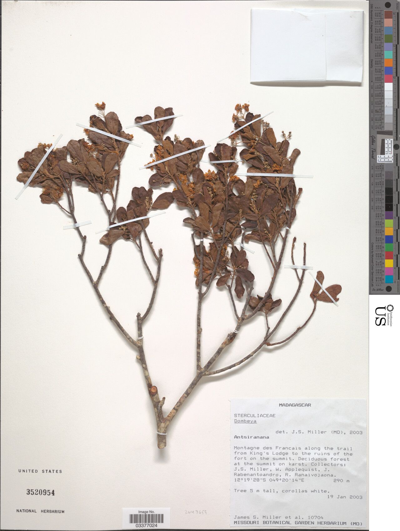 Dombeya milleri — houseplant care guide