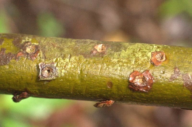 Capirona macrophylla bark