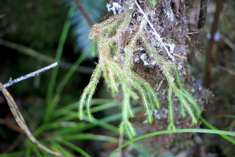 Phlegmariurus verticillatus habit