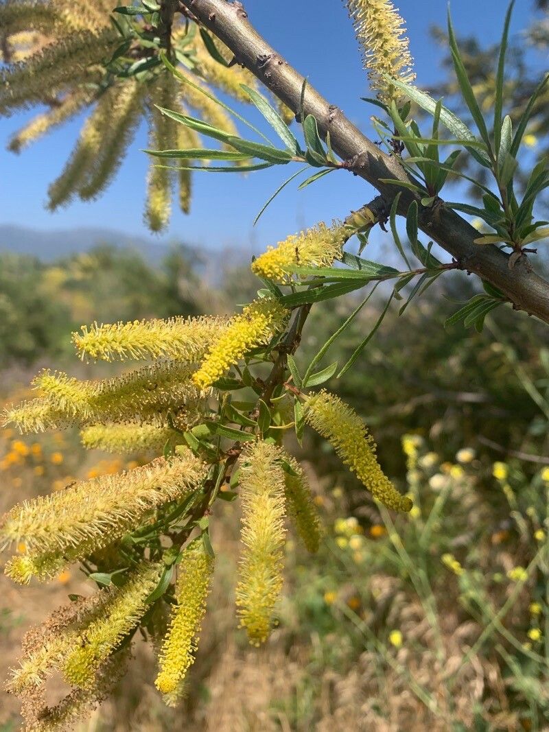 Salix humboldtiana flower