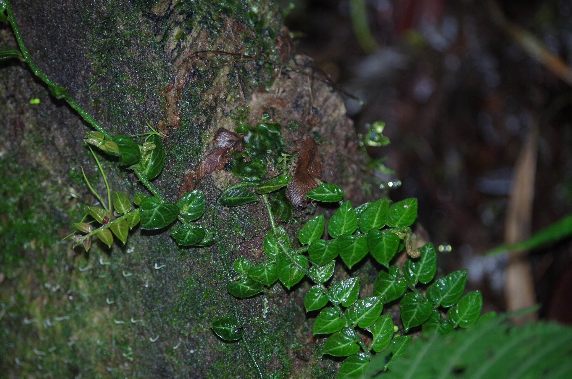 Solanum evolvulifolium habit