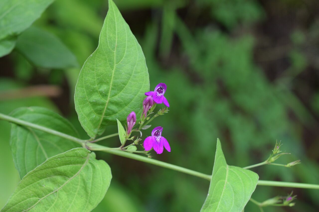 Justicia pubigera flower