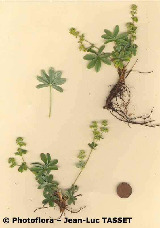 Alchemilla amphisericea other