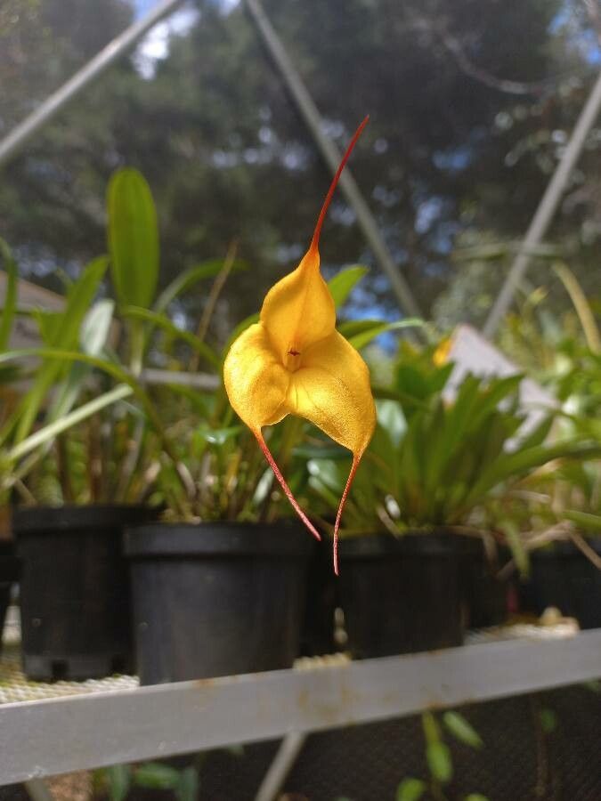 Masdevallia triangularis — search result for 'Masdevallia'