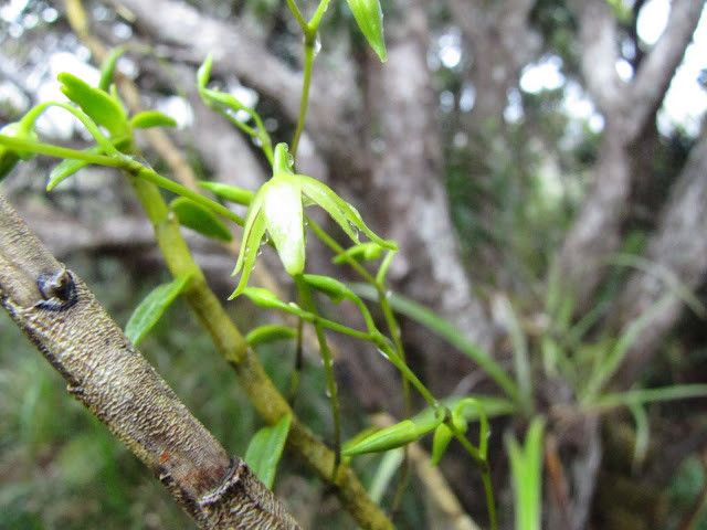 Dendrobium crassicaule fruit