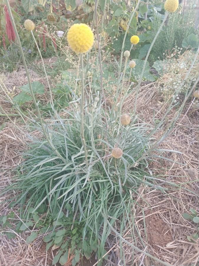 Pycnosorus globosus habit