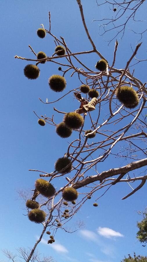 Apeiba tibourbou fruit
