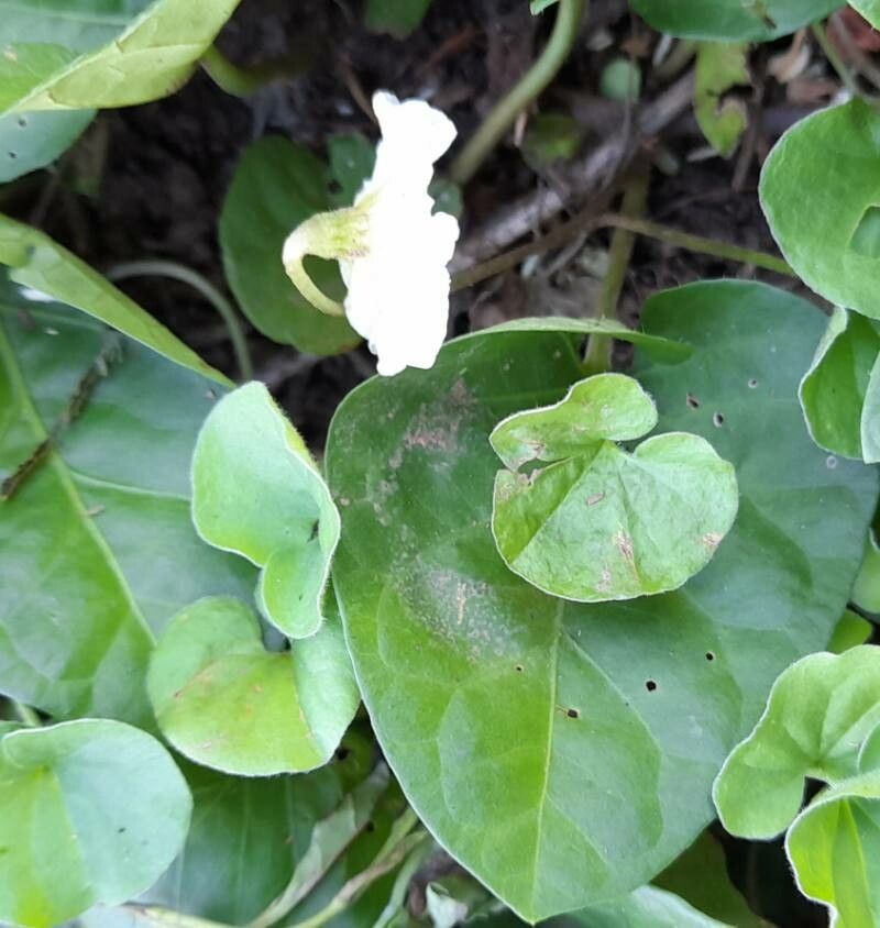 Lycianthes repens — search result for 'Lycianthes'