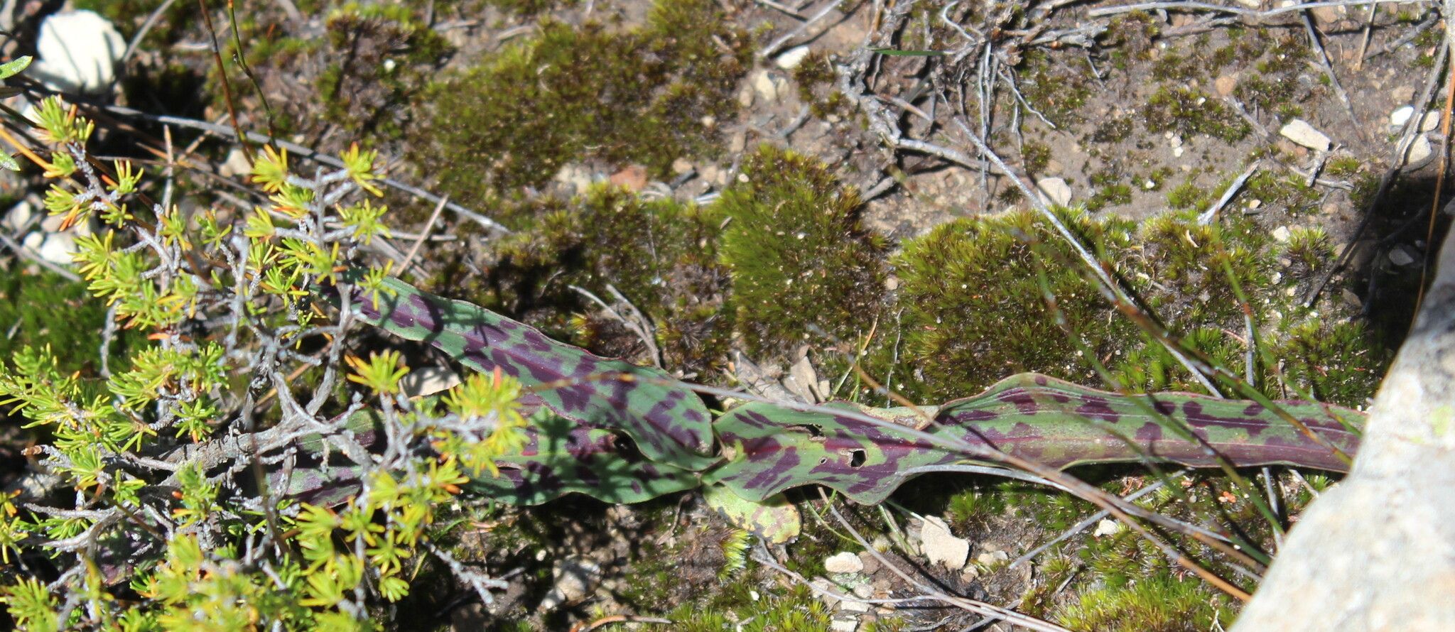 Disa fragrans — houseplant care guide