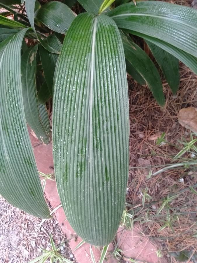 Setaria paniculifera leaf