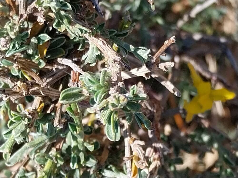 Genista pseudopilosa — search result for 'Genista'