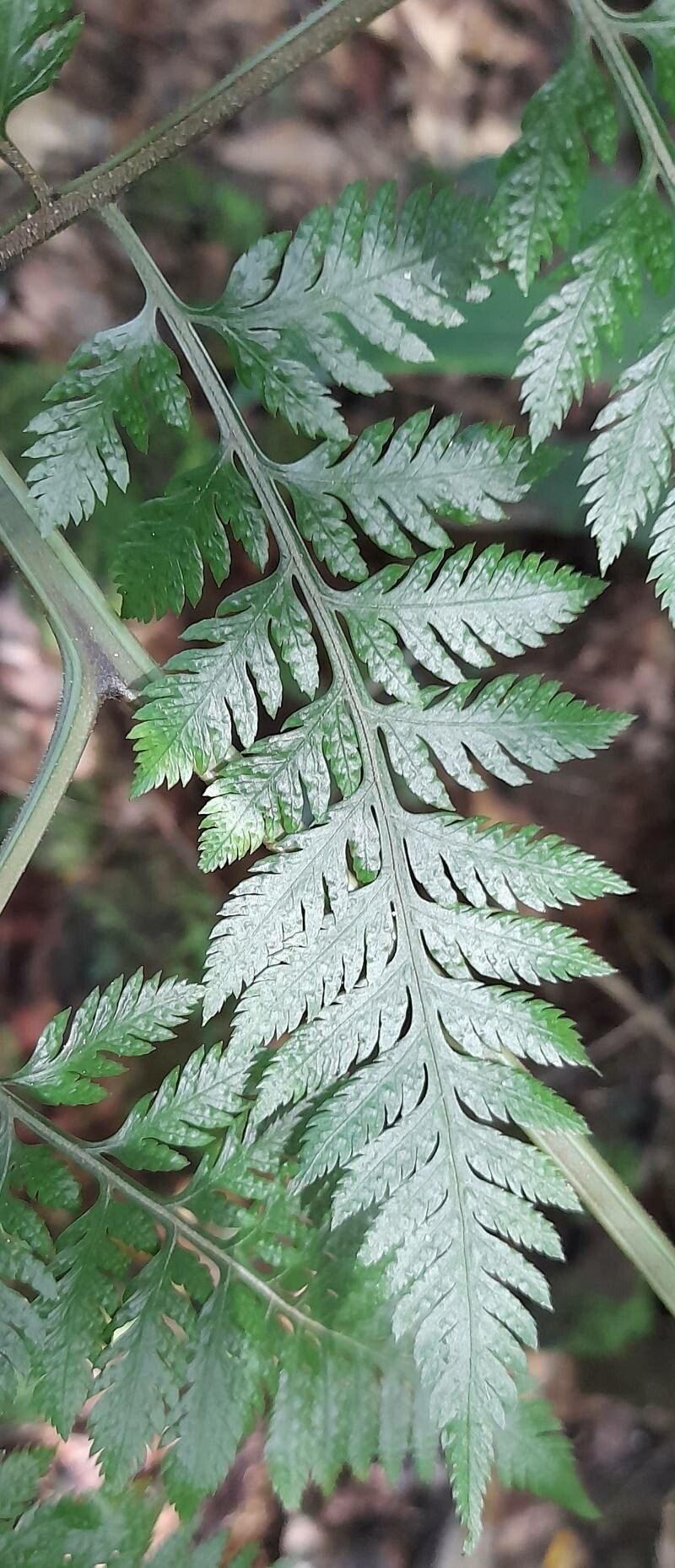 Parapolystichum effusum — houseplant care guide