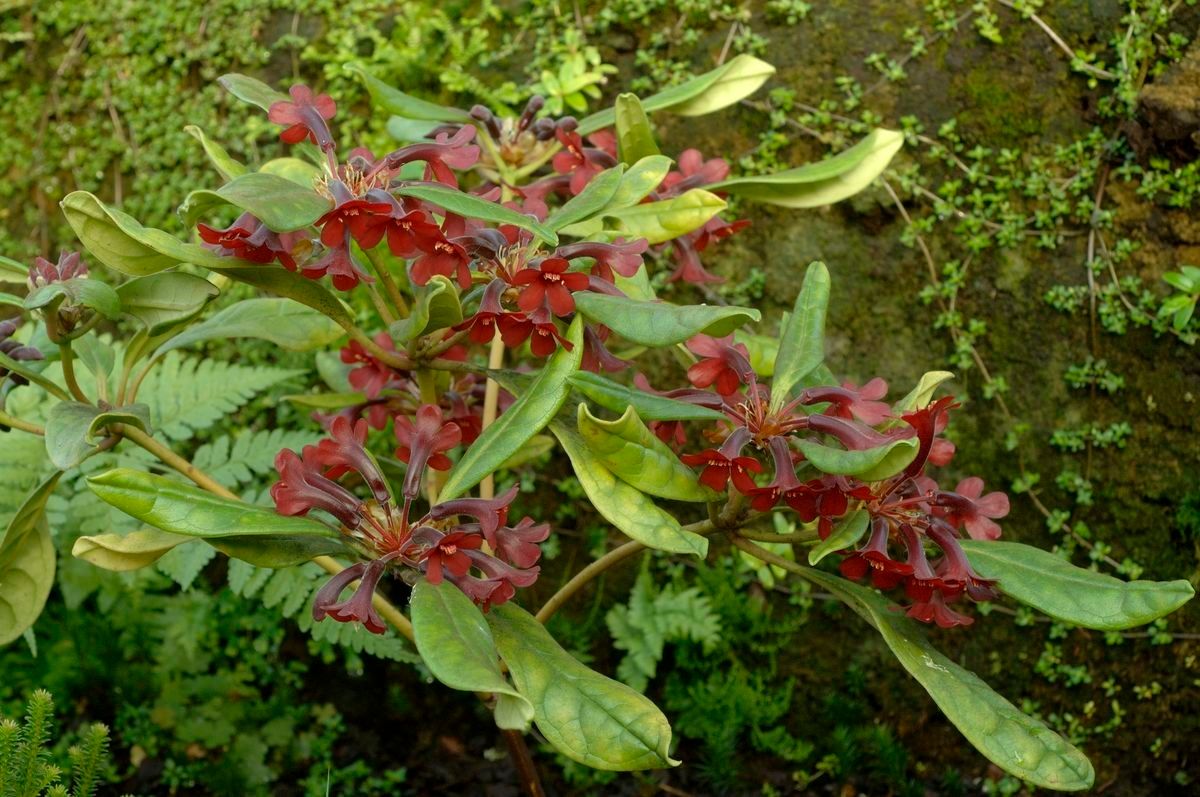 Rhododendron yongii habit