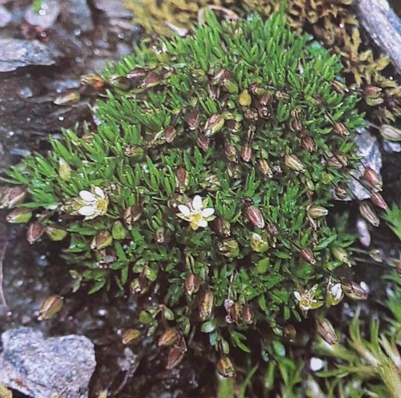 Sabulina rubella — houseplant care guide