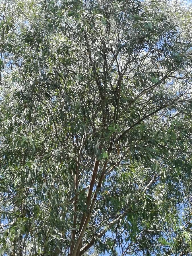 Boscia albitrunca leaf