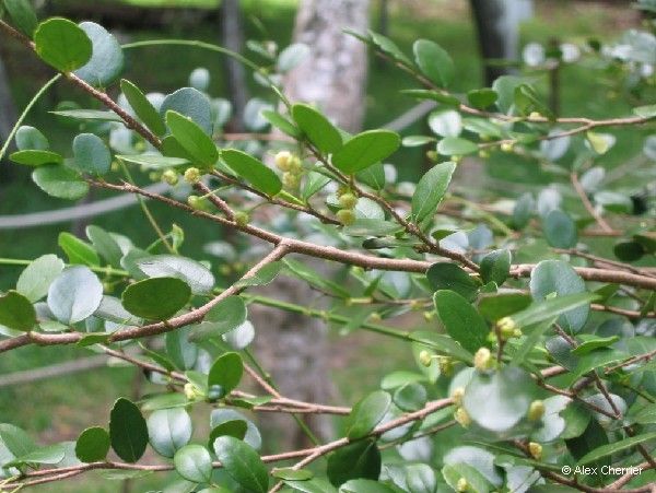 Xylosma pancheri habit